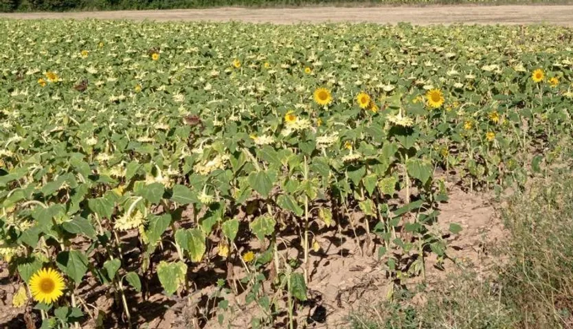 Cosecha de girasol. Foto EP