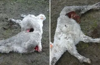 Asaja denuncia un nuevo ataque de lobo en Robledo Hermoso