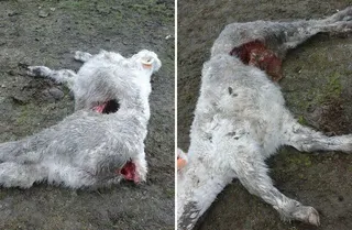 Asaja denuncia un nuevo ataque de lobo en Robledo Hermoso