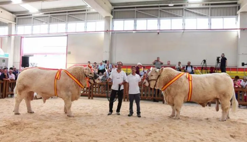 Concurso de la raza charolesa