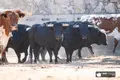 Toros de la corrida de Garcigrande para Salamanca | BMF TOROS