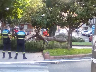 Un árbol se desploma en la plazal del Barrio Vidal (2)