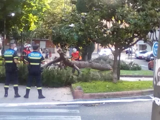 Un árbol se desploma en la plazal del Barrio Vidal (2)