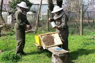 CAMPOUCCLAbejas