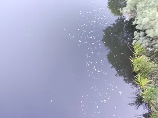 Informes oficiales destacan la ausencia de sustancias contaminantes en la superficie del agua del río Tormes