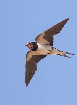 Golondrina volando | Europa Press