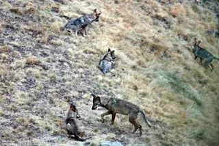 UPA-COAG pide que se convoque ya la mesa de seguimiento del Plan de Control y Gestión del Lobo en Castilla y León
