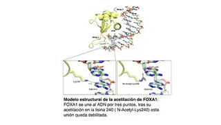 Investigadores del CIC (USAL-CSIC) demuestran cómo los tumores de mama logran escapar a los tratamientos hormonales