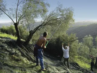 Importante avance en la recolección de aceituna en lo que va de campaña