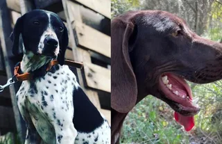 Perros robados en Águeda, Ciudad Rodrigo, abril de 2023