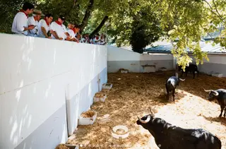 Encierro de Miura para Damián Castaño en Pamplona | Imagen: Plaza de Toros de Pamplona