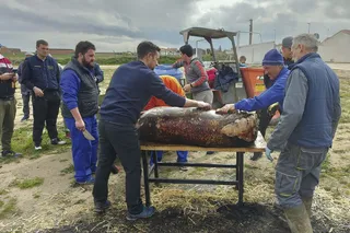 Un momento de la fiesta de la matanza en Paradinas de San Juan.