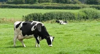 Vaca hierba dreamstime