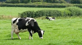 Vaca hierba dreamstime