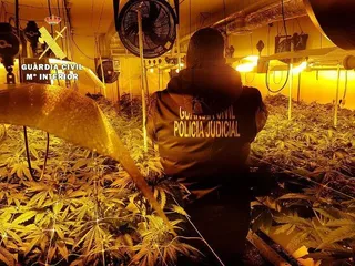 1516361403785plantacion hidroponica marihuanadn