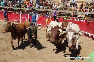 Encierro vilvestre tono 0751