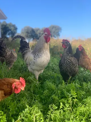 Gallinas. ARCHIVO