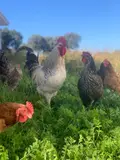 Gallinas. ARCHIVO