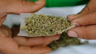 Cannabis
