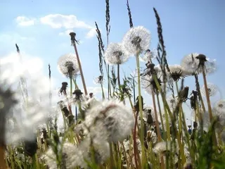 Los alérgicos al polen se enfrentan a una problemática primavera