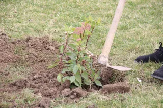 Myriam Rodríguez, participa en una plantación con motivo de la visita de la ‘Monitoring Expert’ dentro del proyecto LIFE Vía de la Plata. Foto de archivo