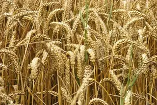 Asaja rebaja la cosecha de cereal un 36% por debajo de la media