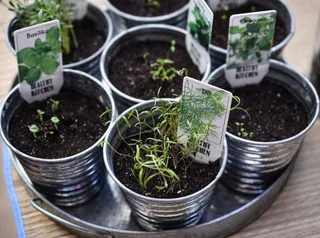 Una publicación desvelará las posibilidades culinarias de las plantas silvestres de la provincia