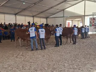 Concurso morfológico de Limusín1