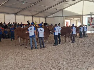 Concurso morfológico de Limusín1