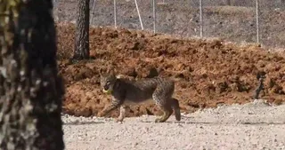 Lince en el Cerrato palentino | JCYL