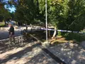  Dos niños sufren una intoxicación tras ingerir frutos y acordonan varios tejos en el parque Picasso