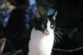 Gato en una fotografía de archivo. S24H