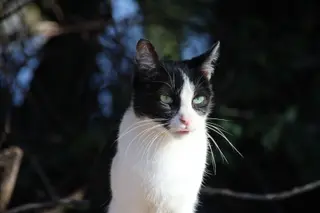 Gato en una fotografía de archivo. S24H