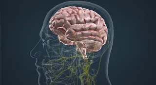 Cerebro humano