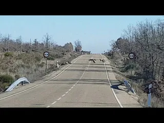 Buitres en medio de carretera comiendo Jabali