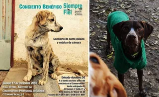 Pretty, Curro y Cloe necesitan acogidas urgentes