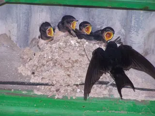 Golondrinas en el nido. Foto EP
