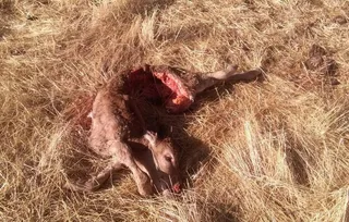 El lobo mata otro ternero en Lumbrales