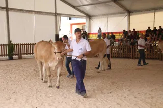 Concursos morfológicos en salamaq