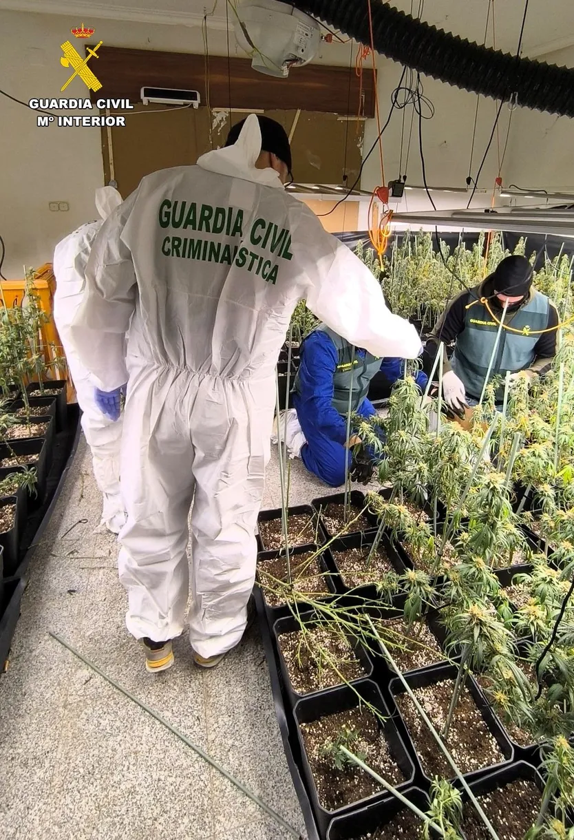 Criminalística de Guardia Civil analizando la plantación ilegal de marihuana de Ciudad Rodrigo