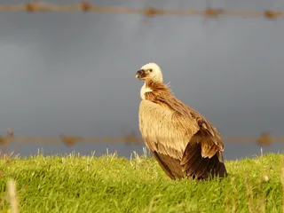 El buitre leonado continúa por la zona de Valcuevo