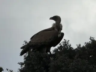 Buitre en el campo | Salamanca24horas