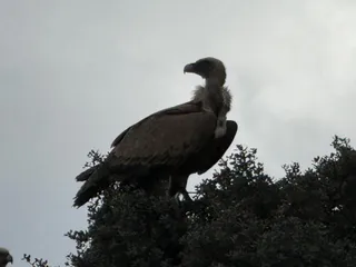 Buitre en el campo | Salamanca24horas
