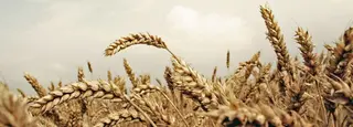 Agricultura