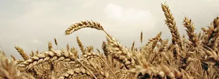 Agricultura