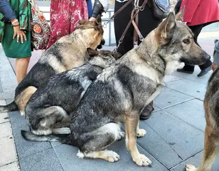 Celebran una misa con la presencia de varios lobos en Valladolid