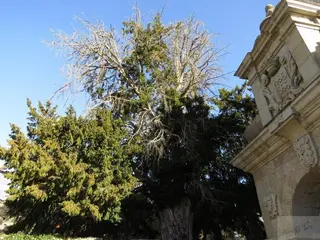 Piden protección para El Tejo, el árbol más antiguo de El Bosque
