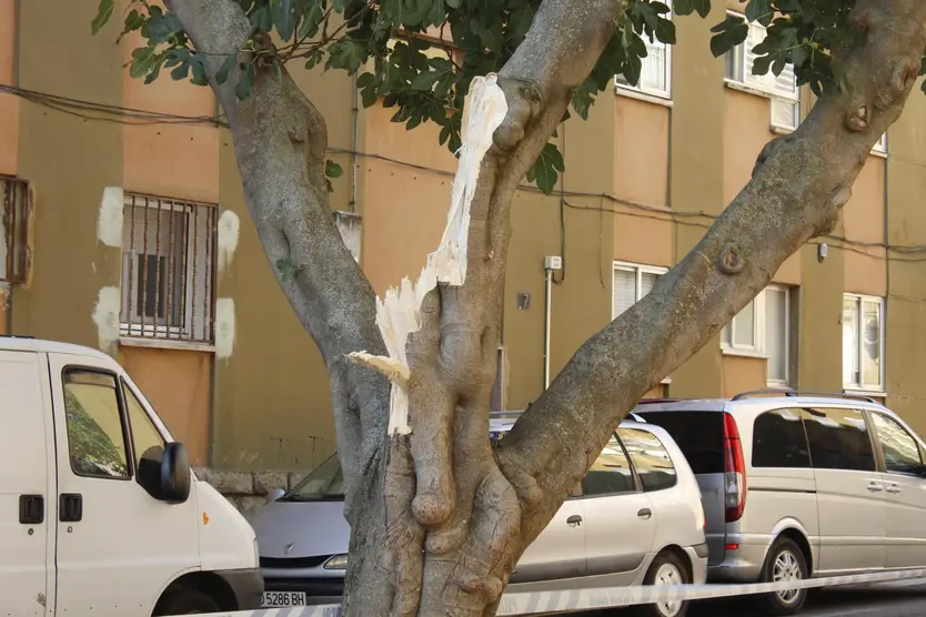Lugar En El Que Un Árbol Ha Caído Sobre Un Coche En San José