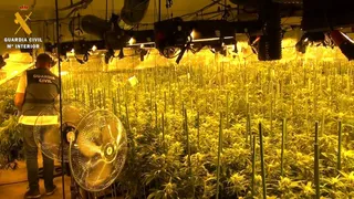 Plantación de marihuana en Garcihernández y Carbajosa