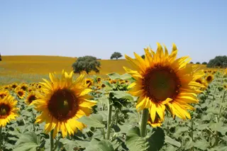 Girasoles